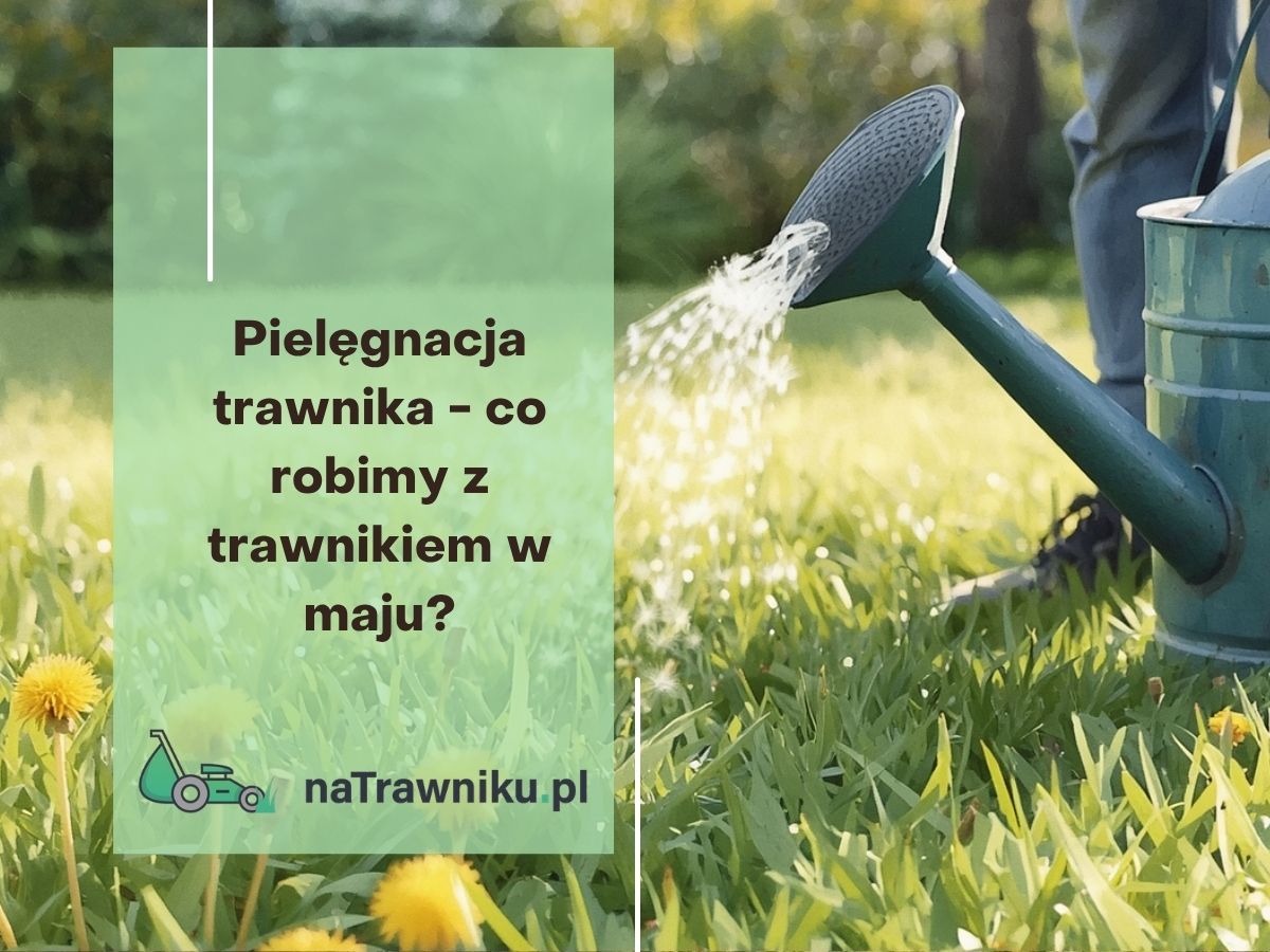 Pielęgnacja trawnika - co robimy z trawnikiem w maju?