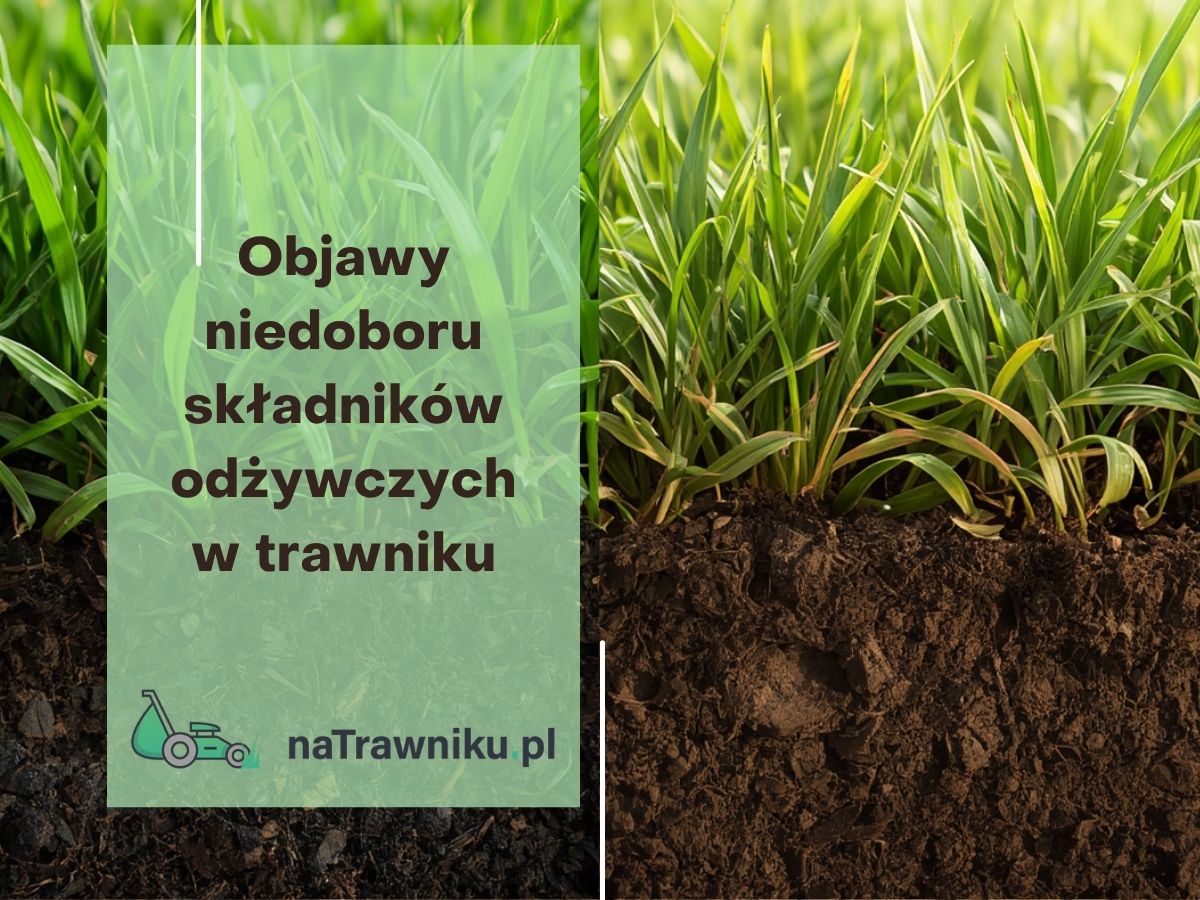 Objawy niedoboru składników odżywczych w trawniku